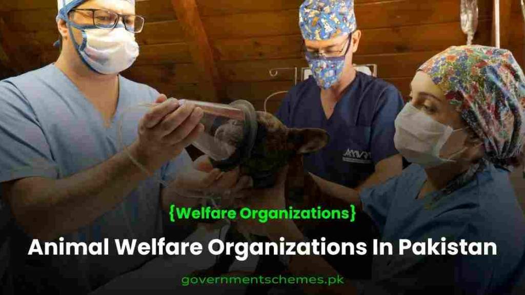 List Of Animal Welfare Organizations In Pakistan {Helpline ...