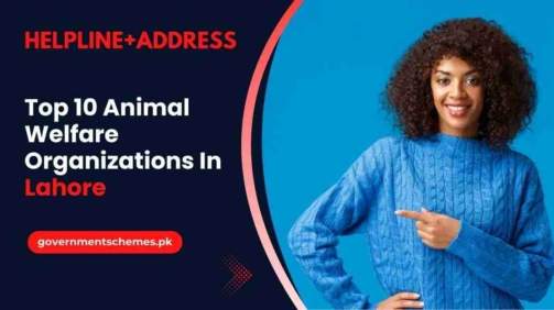 Animal-Welfare-Organizations-In-Lahore