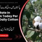 Cotton-Rate-In-Pakistan-Today-Per-40-Kg