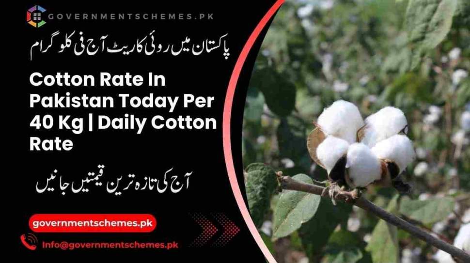 Cotton-Rate-In-Pakistan-Today-Per-40-Kg