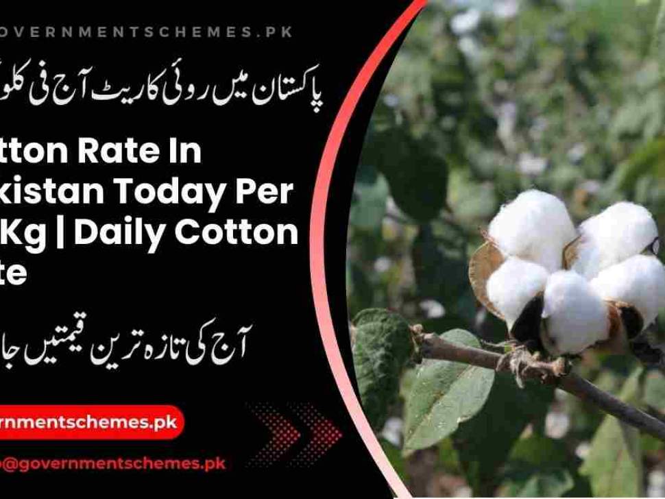 Cotton-Rate-In-Pakistan-Today-Per-40-Kg