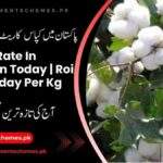 Kapas-Rate-In-Pakistan