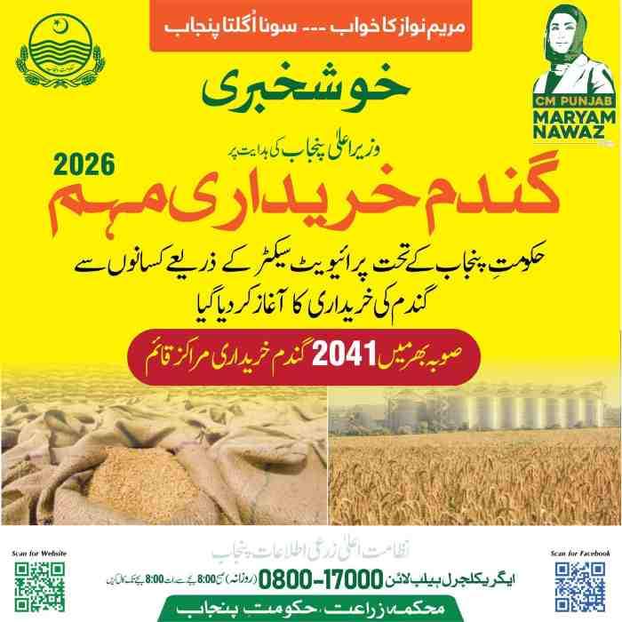 Today Wheat Price In Pakistan - Government Rate Per 40 Kg 2 50-kg-wheat-price-in-Pakistan-today