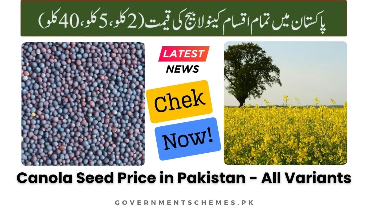 Canola-Seed-Price-in-Pakistan