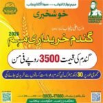 Today Wheat Price In Pakistan - Government Rate Per 40 Kg
