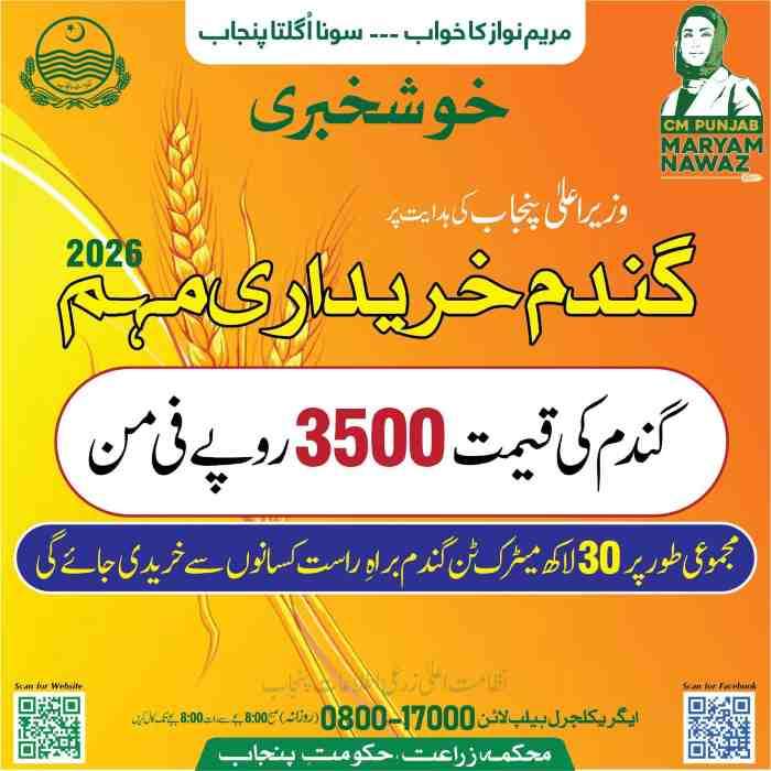 Today Wheat Price In Pakistan - Government Rate Per 40 Kg 1 Gandum-Rate-in-Pakistan