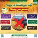 Today Wheat Price In Pakistan - Government Rate Per 40 Kg