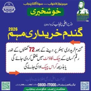 40 Kg Wheat Price In Pakistan Today (Wheat Rate Per 40KG)